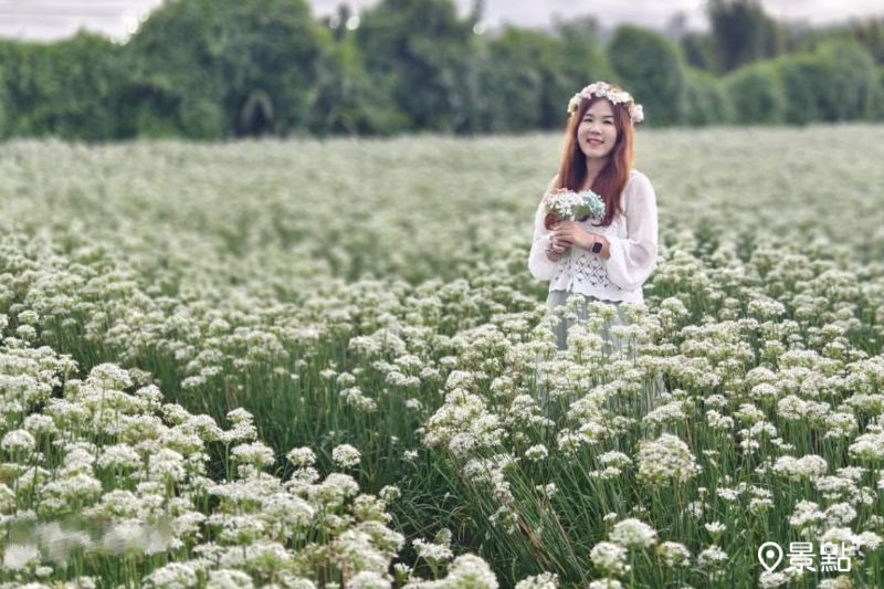 滿版九月雪花海來了！大溪韭菜花季7大亮點活動地圖搶先看