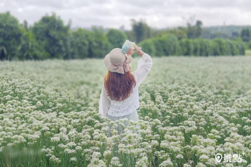 於2024年拍攝的大溪韭菜花季滿版花海。（圖／ariel_apple419）