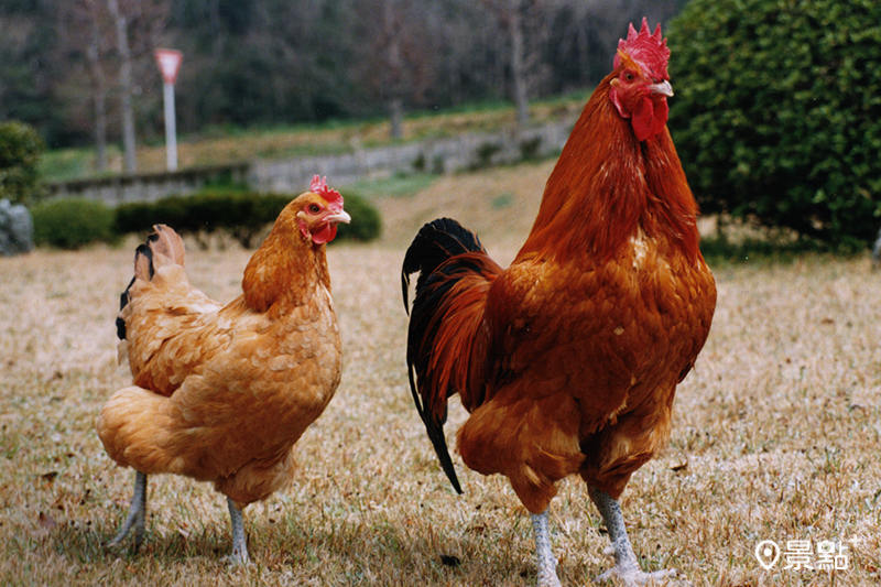 地雞風土饗宴：從土地到餐桌的美味巡禮