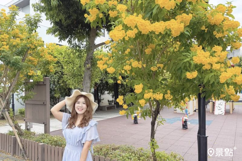 近距離黃鐘花海公園輕鬆美拍！3大取景角度5大順遊景點推薦
