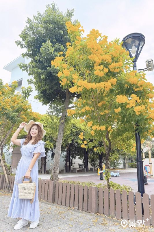 於2025年8月31日拍攝的居仁兒童公園黃鐘花美景。（圖／ariel_apple419，以下同）
