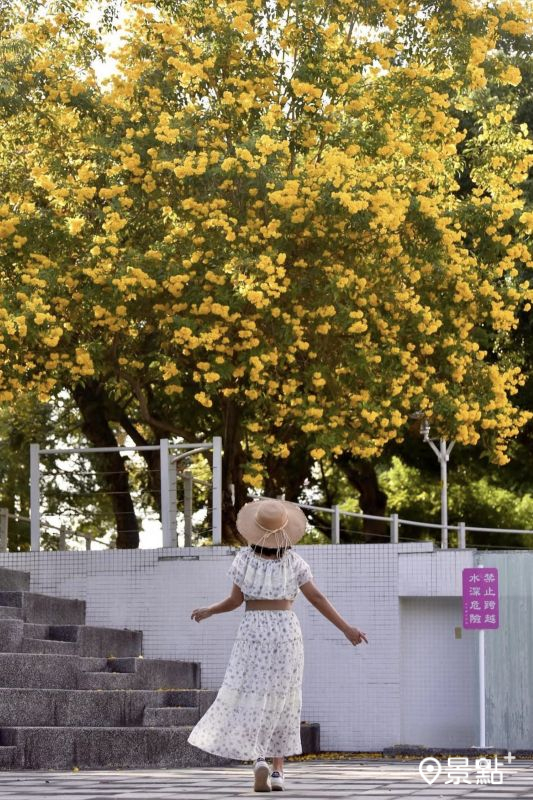 於2023年10月1日拍攝的心動廣場黃鐘花美景。（圖／laiyuping9520）