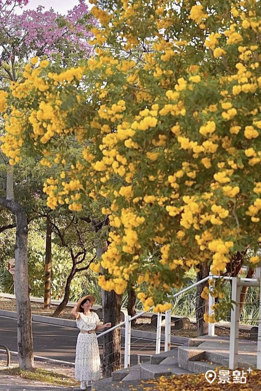 後方粉紅花景為北斗河濱公園的美人樹。（圖／laiyuping9520，以下同）