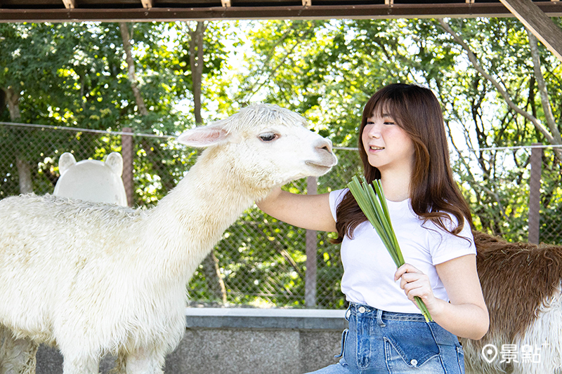 還可近距離欣賞園區眾多萌寵羊駝、水豚、梅花鹿、柯爾鴨及狐獴等療癒體驗。
