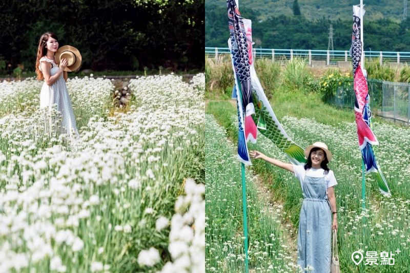 2025大溪韭菜花季設有彩色鯉魚旗等5大花田打卡亮點。（圖／molly888666、a_zhu_zhu_）