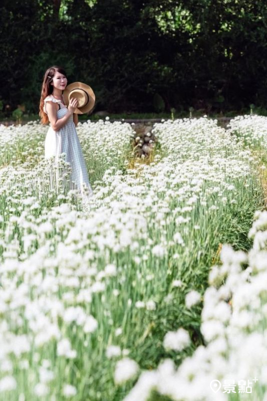 於2025年8月31日拍攝的大溪韭菜花季美景。（圖／molly888666，以下同）