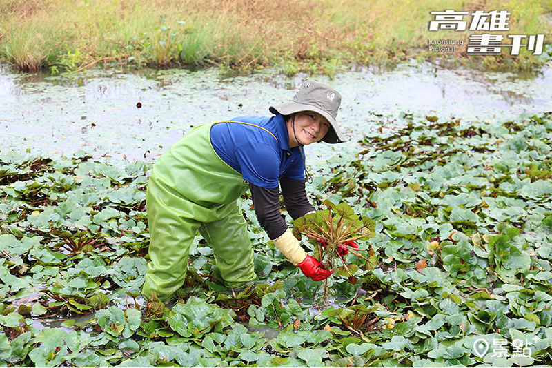 大寮返鄉青農黃郁宸跟著老農學習之下，成為拷潭社區菱角農夫生力軍。