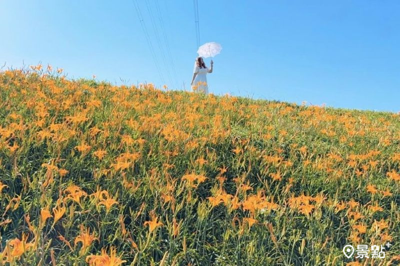 800米金針花海廊道二度盛開大景！平地免費賞花景點3大順遊地推薦