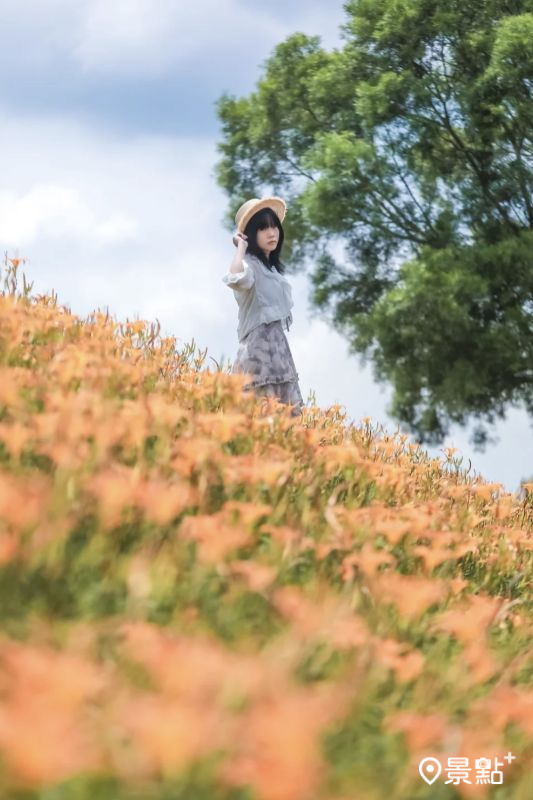 於2025年9月7日拍攝的大湖社寮角金針花廊道美景。（圖／aday0530，以下同）