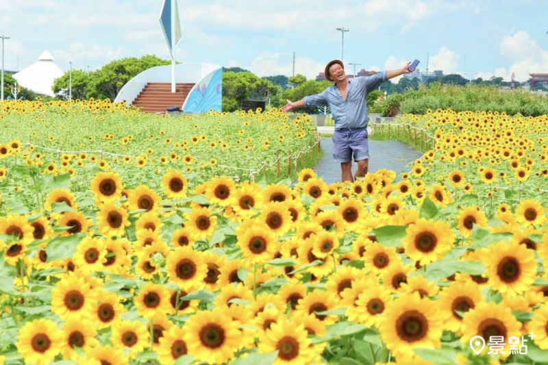 大佳河濱公園向日葵花海提前綻放，吸引花海控前往取景。（圖／chih07090616）