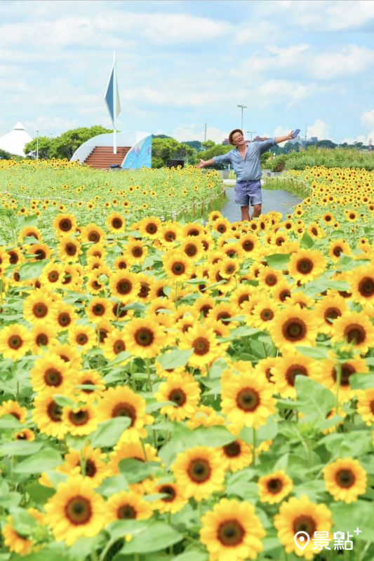 於2025年9月9日拍攝的大佳河濱公園向日葵花海。（圖／chih07090616，以下同）