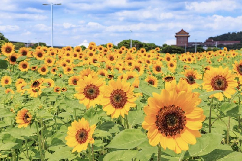 （圖／台北市政府工務局水利工程處）