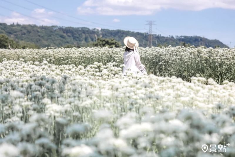 於2025年9月6日拍攝的三坑鐵馬道韭菜花海正值滿開。（圖／aday0530，以下同）