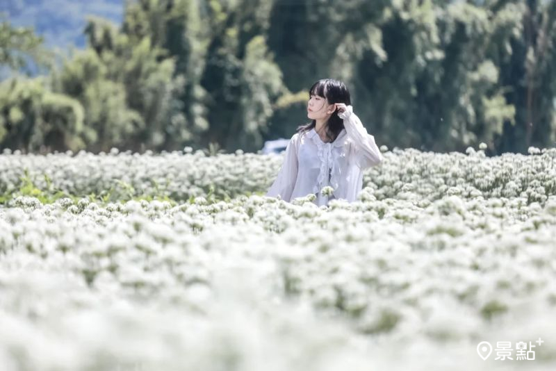 三坑鐵馬道擁有滿版韭菜花海大景，吸引花海控前往賞花拍照。（圖／aday0530）