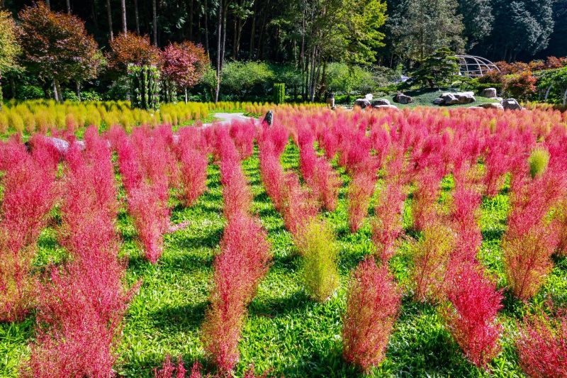 （圖／杉林溪森林生態渡假園區）
