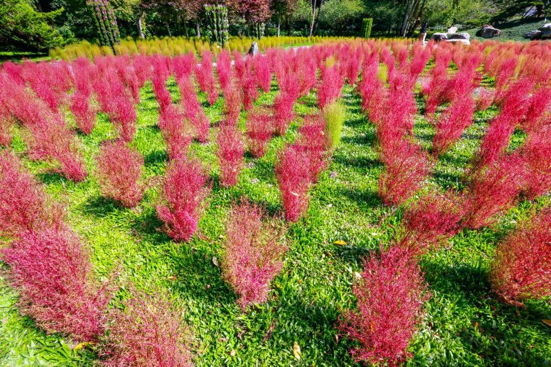 （圖／杉林溪森林生態渡假園區）