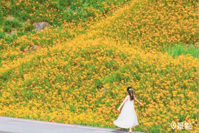 80公頃金黃花海年度必拍大景！花蓮金針花季12大取景點美拍範本收藏