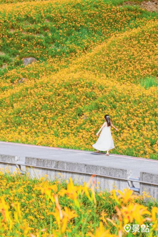 於2025年9月4日拍攝的赤科山小瑞士農場金針花海，花況約8成。（圖／hychieh0901）