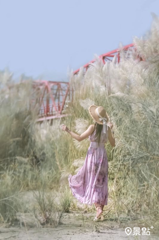 於2025年9月14日拍攝的西螺大橋甜根子草美景。（圖／aday0530，以下同）