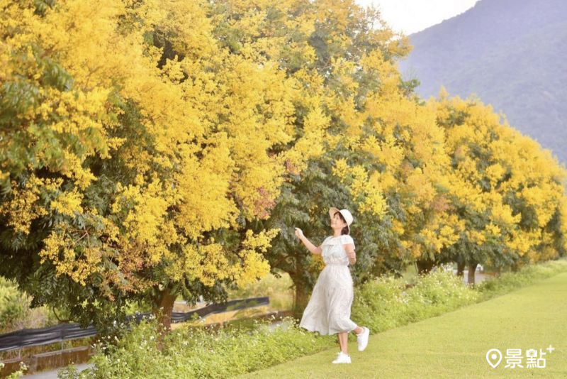 往年埔里內埔飛場欒樹美景。（圖／laiyuping9520，以下同）