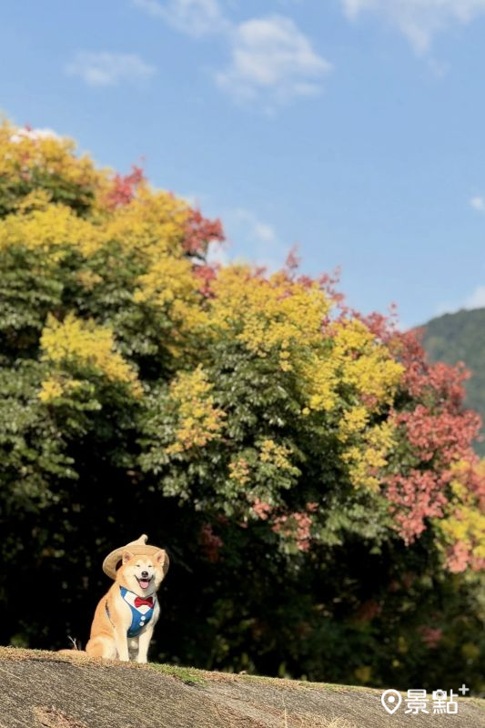 於2025年9月13日拍攝的埔里內埔飛場欒樹美景。（圖／momo201438，以下同）