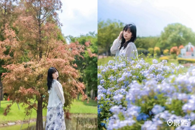 「后里環保公園」提早轉紅的落羽松加上藍雪花海美景，吸引花海迷前往拍照打卡。（圖／aday0530）