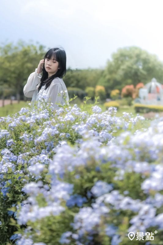 后里環保公園藍雪花海。