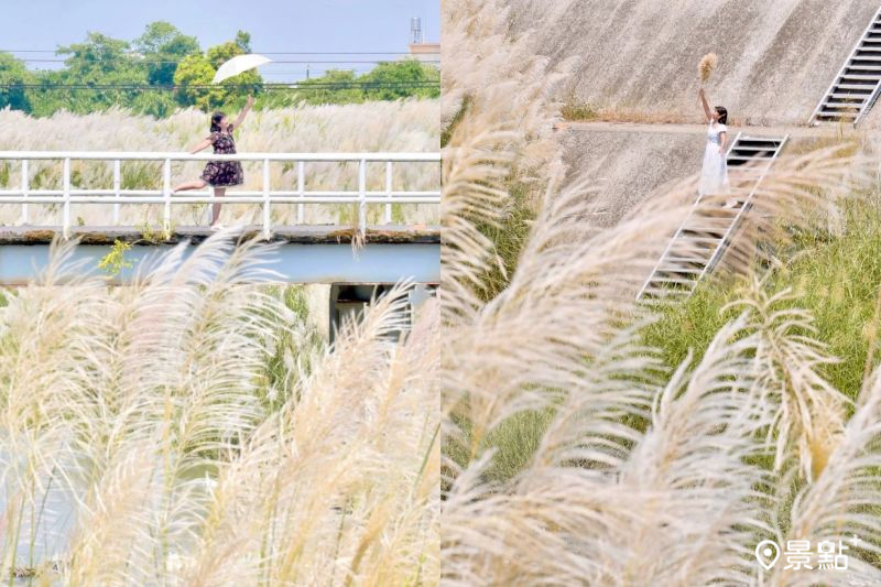 甜根子草花海全新美拍秘境！滿版層次大景4大亮點IG必打卡