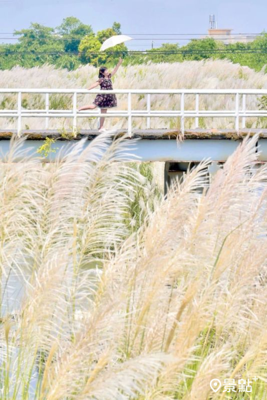 於2025年9月14日拍攝的石牛溪甜根子草美景。（圖／laiyuping9520，以下同）