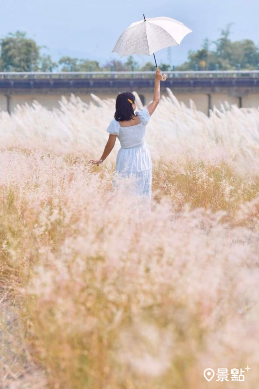 紅毛草美景。（圖／laiyuping9520，以下同）