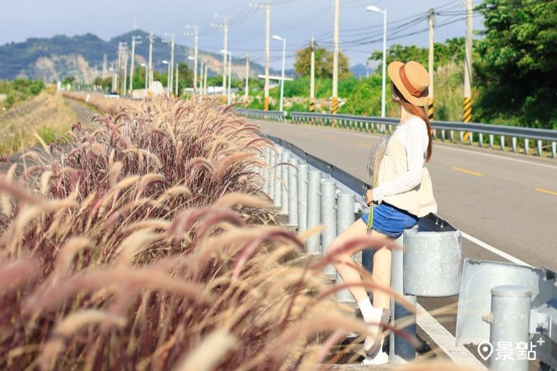 紫葉狼尾草。（圖／queena__0302）