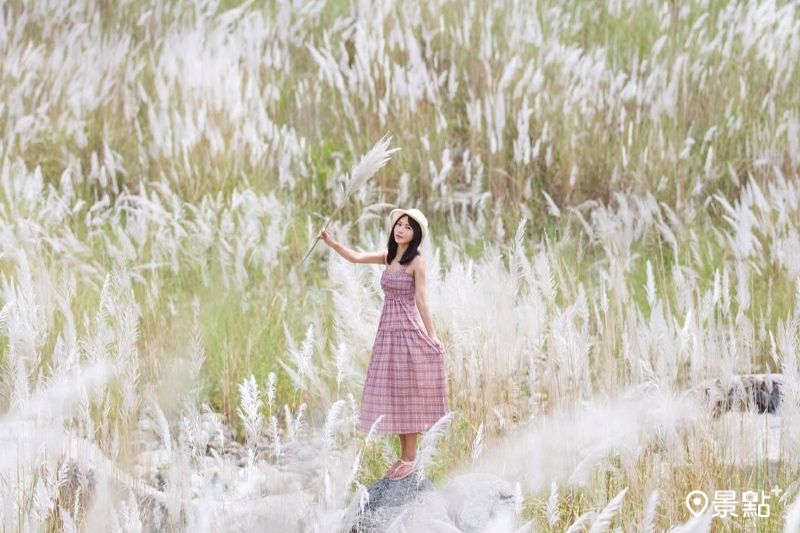 全台14大芒花甜根子草美景盤點。（圖／pierrehuang）