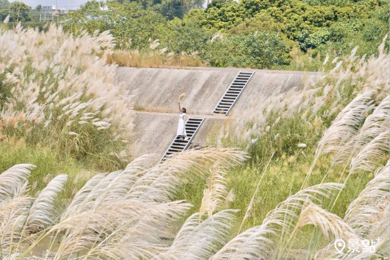 於2025年9月14日拍攝的石牛溪甜根子草美景。（圖／laiyuping9520，以下同）