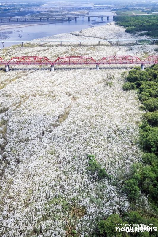 於2025年9月14日拍攝的西螺大橋甜根子草美景。（圖／molly888666，以下同）