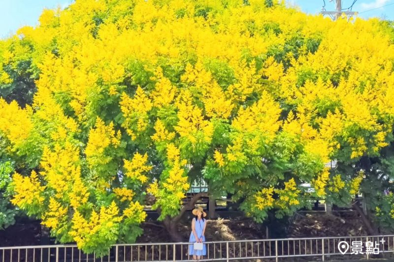 2公里欒樹花海全台最美排水溝！金黃步道花景5大順遊景點推薦