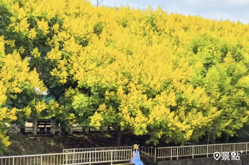 於2025年9月20日拍攝的清水米粉寮大排欒樹美景。（圖／ada_00170）