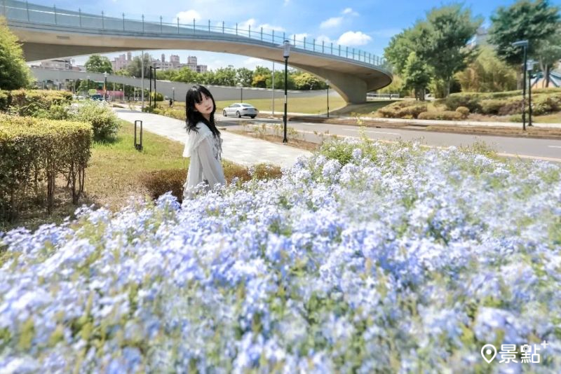 浪漫藍雪花海大景免費拍！清水模美拍公園5大亮點IG必打卡