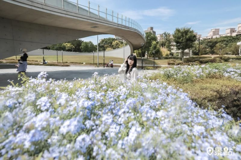 於2025年9月16日拍攝的1895乙未保台紀念公園藍雪花海。（圖／aday0530，以下同）