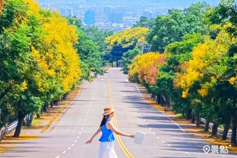 金黃欒樹花海大道來了！3大美拍亮點5大順遊地推薦