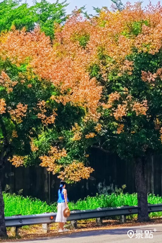 （圖／ada_00170）