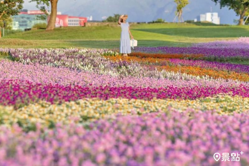 美堤河濱公園圓仔花海景色絕美，吸引花海迷前往拍照打卡。（圖／yijiun_lee）