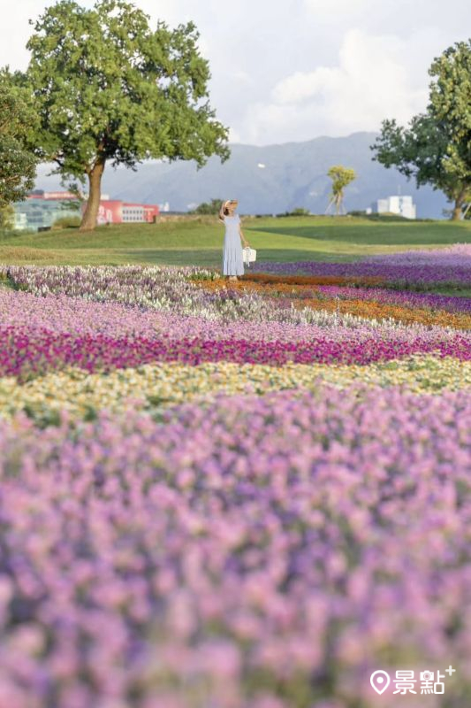 於2025年9月21日拍攝的美堤河濱公園圓仔花海。（圖／yijiun_lee，以下同）