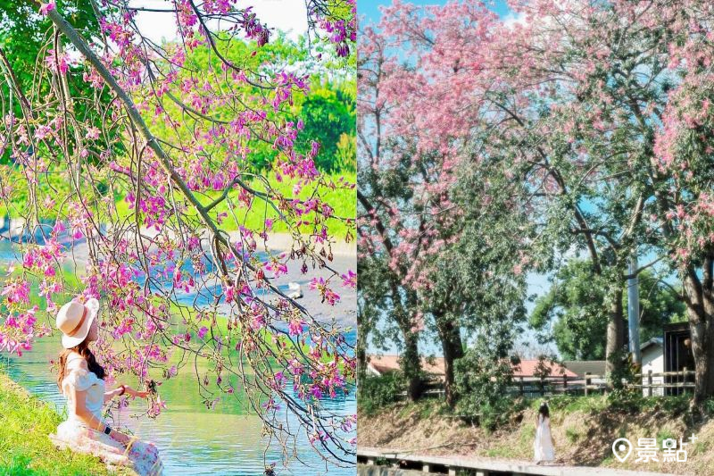 北斗河濱公園美人樹花海綻放，吸引人前往取景。（圖／lee.luka、roger030517）