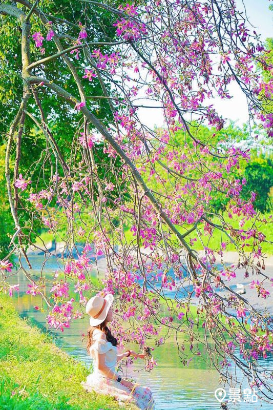於2025年9月21日拍攝的北斗河濱公園美人樹花海。（圖／lee.luka，以下同）