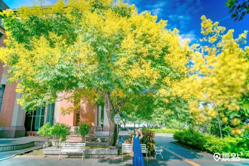 桃園平鎮圖書館欒樹花海綻放，吸引網友前往取景。（圖／chen640527）