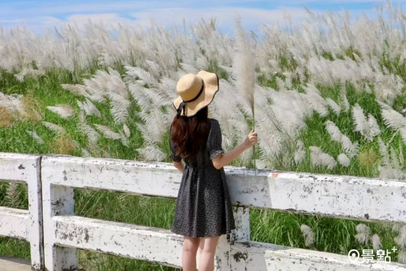 甜根子草花海Ｘ純白大橋！近距離花景5大美拍角度推薦