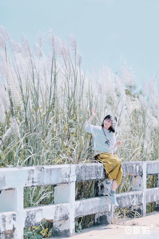 以下為二仁溪中路橋甜根子草往年美景。（圖／himikochen）