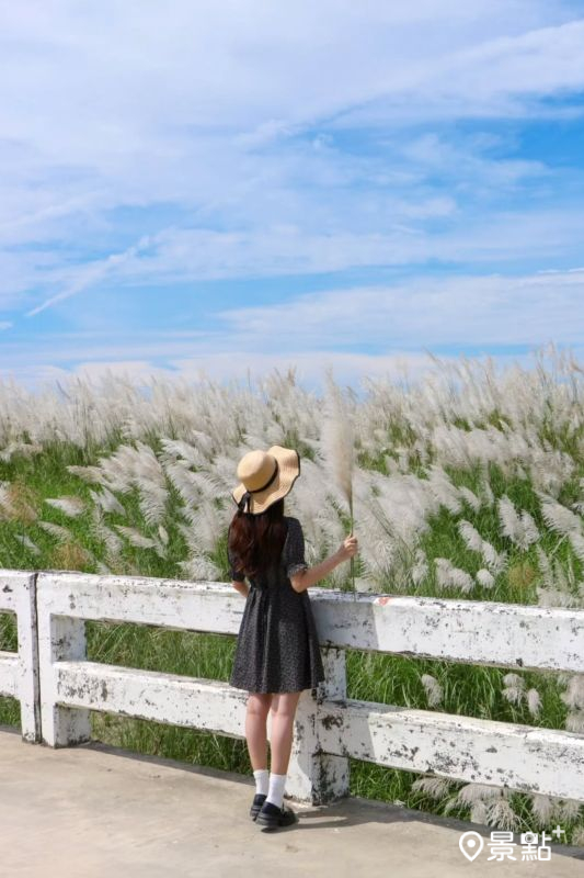 於2024年9月19日拍攝的二仁溪中路橋甜根子草花海。（圖／ducktravel_21，以下同）