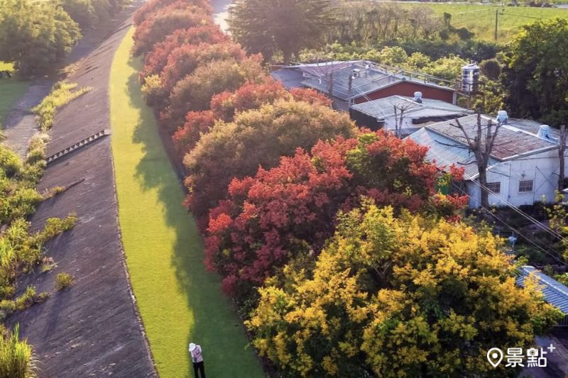 4色欒樹花海漸層巨龍！5大美拍角度3大順遊地一次收