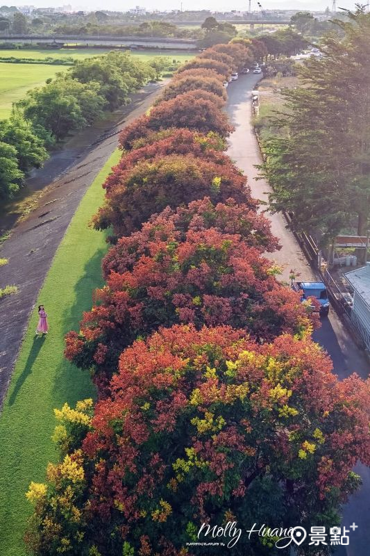 於2025年9月21日拍攝的埔里內埔飛場欒樹美景。（圖／molly888666，以下同）